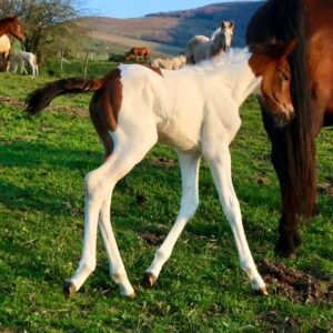 Venta de potro desde 6 meses