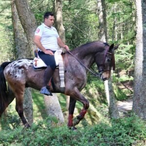 Asesoramiento para selección de potro