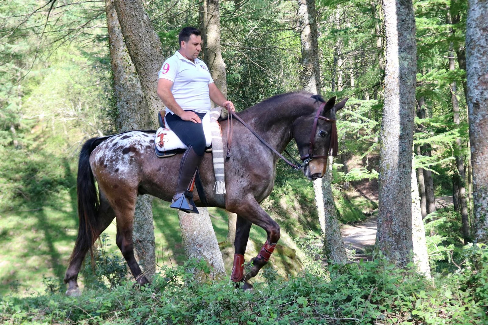 Asesoramiento para selección de potro