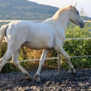 Servicio de parada de sementales