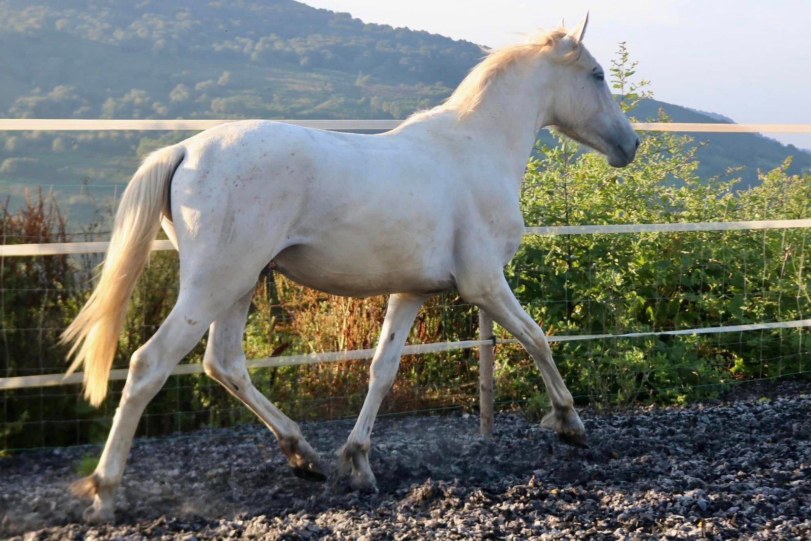 Servicio de parada de sementales