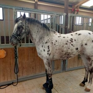 Envío nacional de semen equino