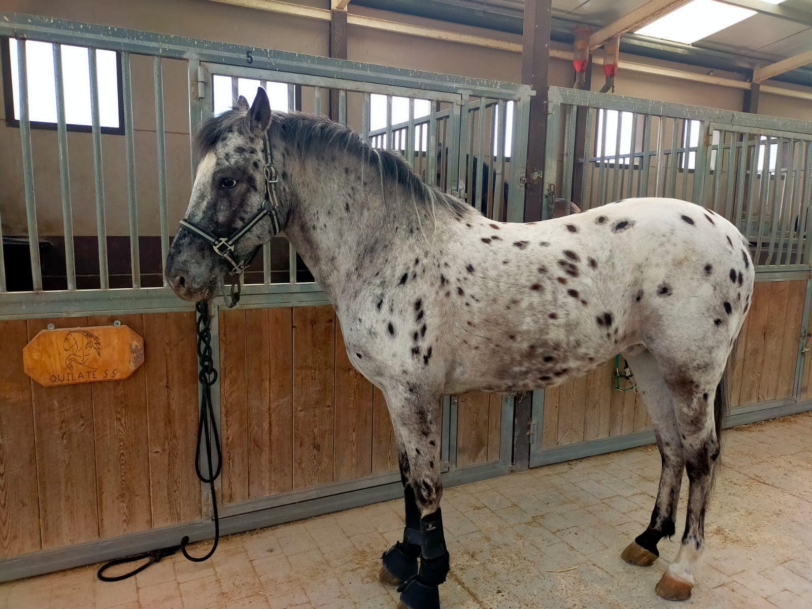 Envío nacional de semen equino